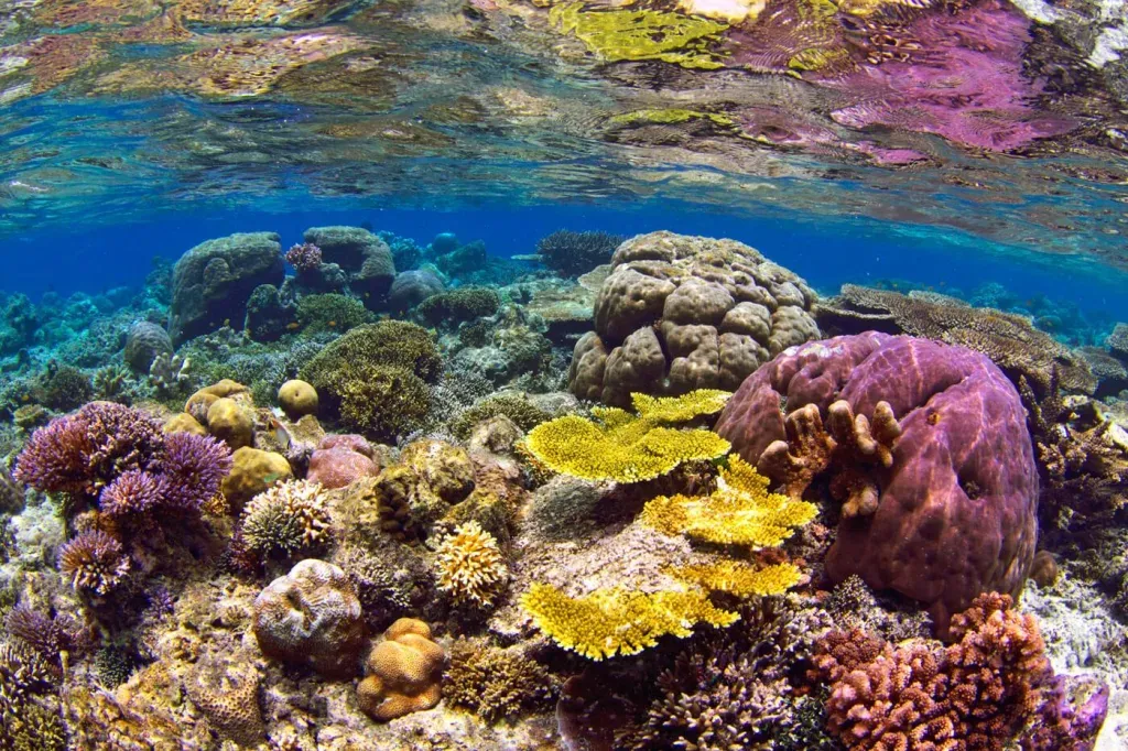 Asia Global Yachting (AGY)  Banda Dive