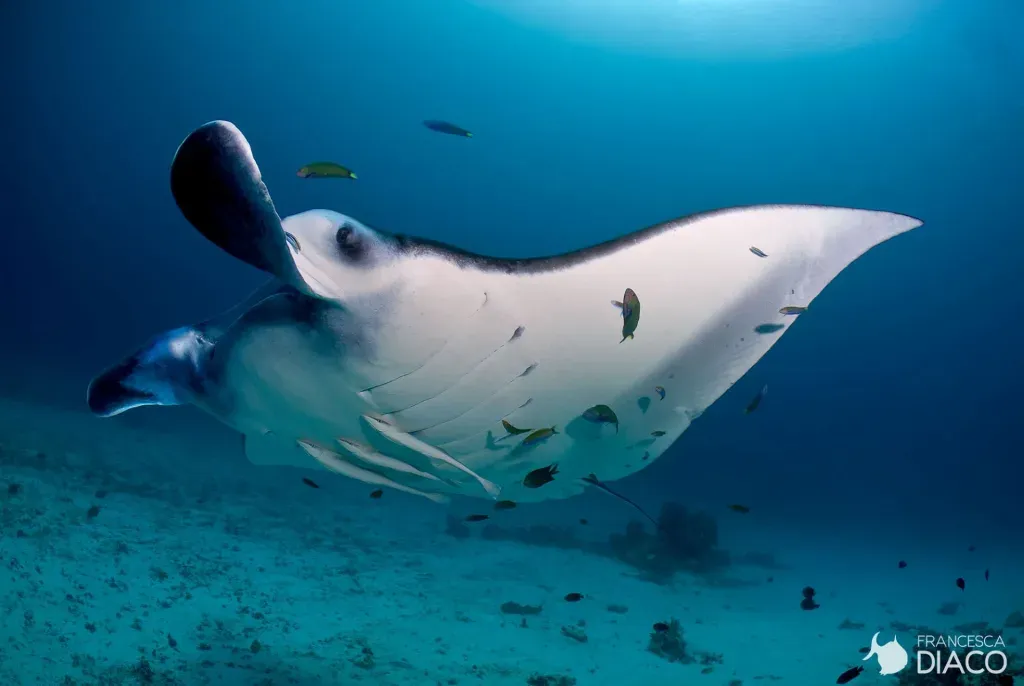 Asia Global Yachting (AGY)  Manta Sandy