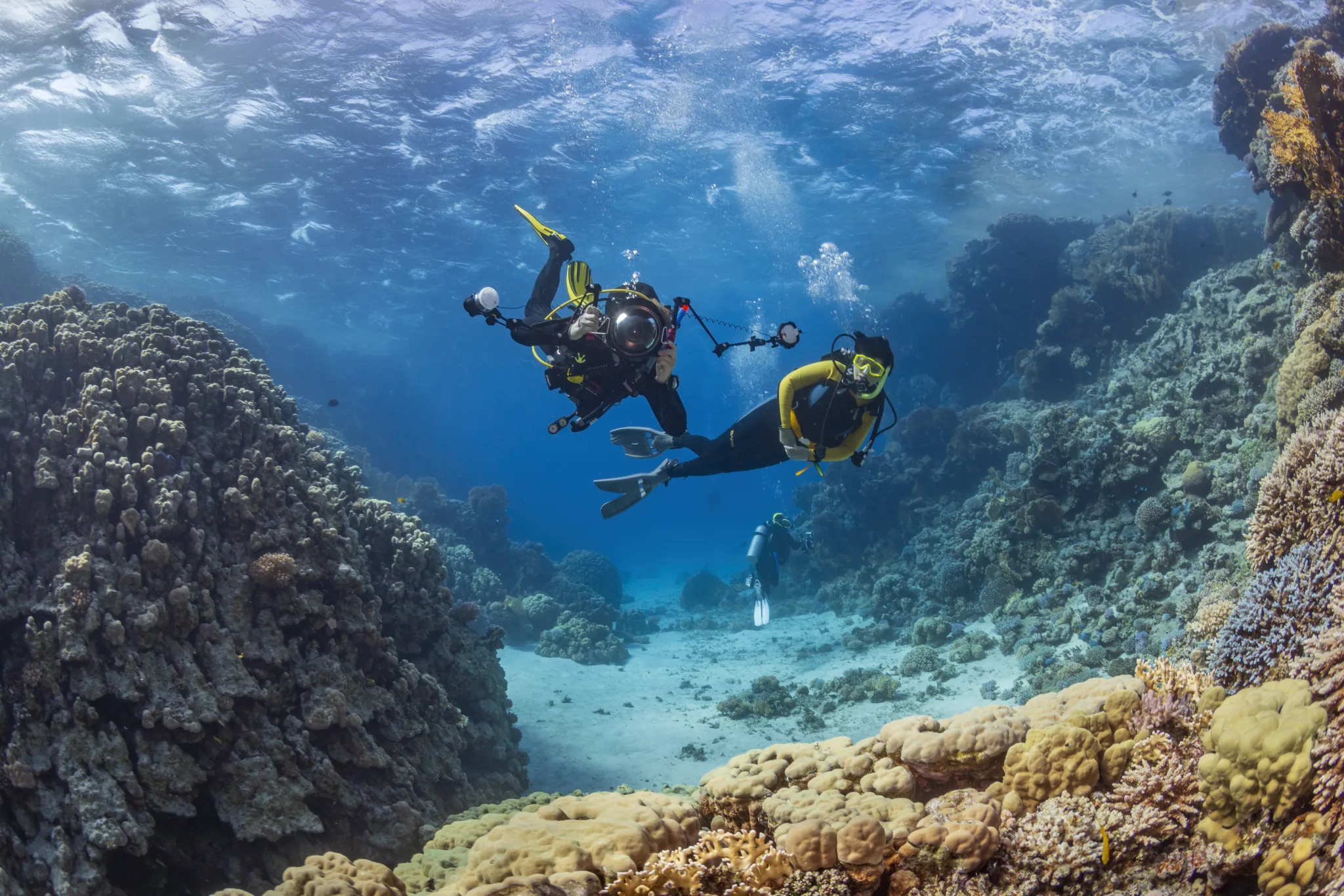 Asia Global Yachting (AGY) Divers Dive Tropical Reef With Blue Background