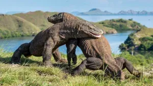 Komodo dragons in Komodo National Park