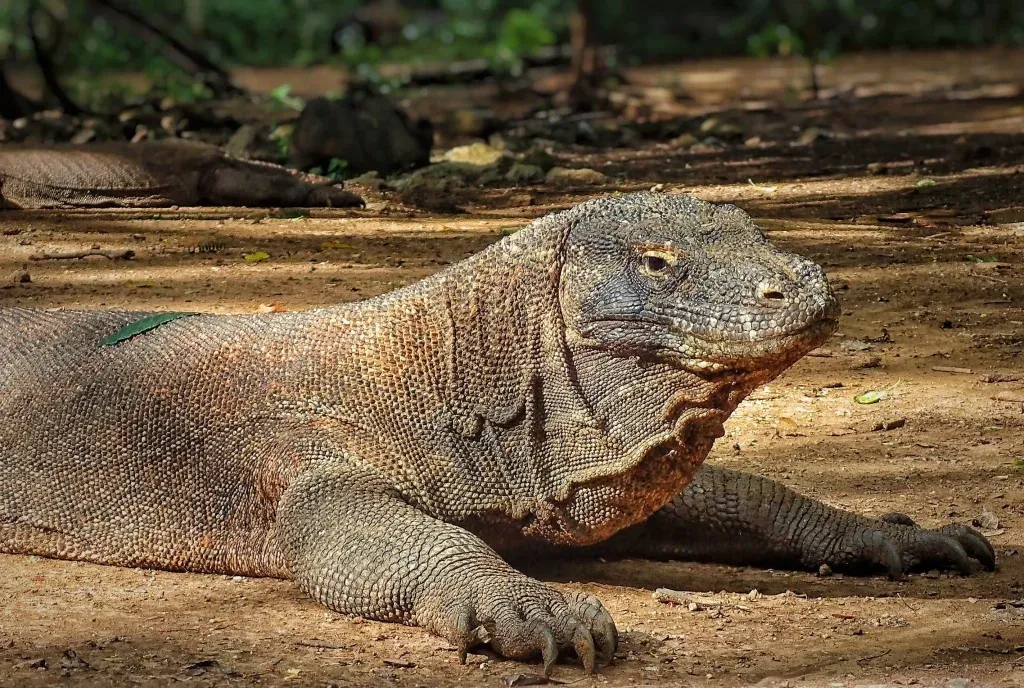 Close up image of a Komodo Dragon in Komodo National Park, Indonesia