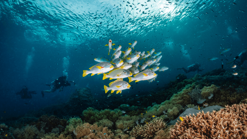 raja ampat underwater
